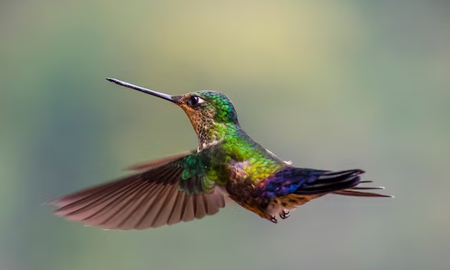 Cuántas veces late el corazón de un colibrí Cuántas veces late el corazón de un colibrí