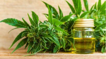 Cannabis medicinal: continúa la batalla para lograr que se permita el autocultivo