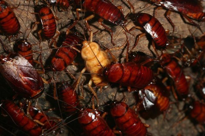 cucarachas.jpg