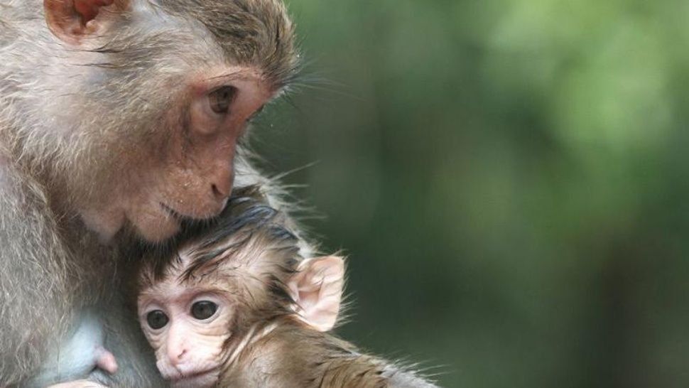 Desgarrador: bebé mono quiere despertar a su mamá muerta
