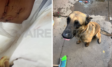 El perro provocó multiples heridas en la menor. El perro provocó multiples heridas en la menor.