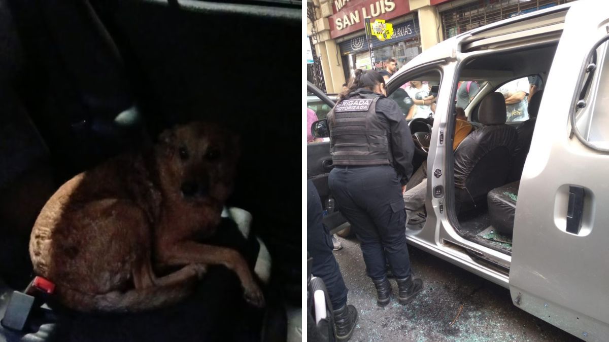 En Rosario hallaron otro perro encerrado en un auto