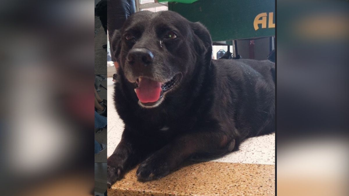 El punto central no es la raza ni el tamaño del animal, la responsabilidad es siempre humana. El punto central no es la raza ni el tamaño del animal, la responsabilidad es siempre humana.