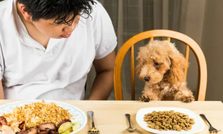 El almuerzo compartido como un refuerzo de la calma y la conexión instintiva. El almuerzo compartido como un refuerzo de la calma y la conexión instintiva.