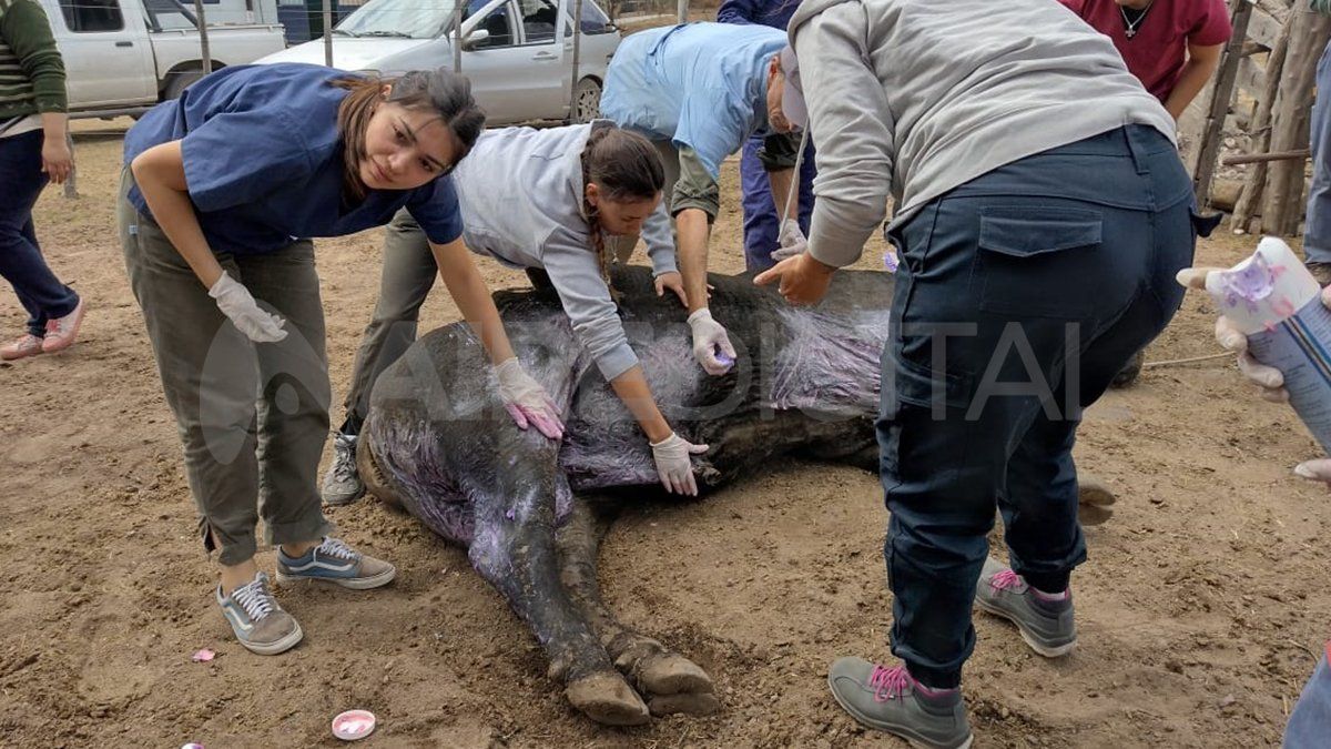 Alumnos de los últimos años de la carrera de Veterinaria de la Universidad de Córdoba asistiendo a un animal con varias quemaduras en el cuero.