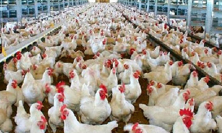 La gripe aviar ingresó al país luego de un año de alerta y generó preocupación en el sector productivo. La gripe aviar ingresó al país luego de un año de alerta y generó preocupación en el sector productivo.