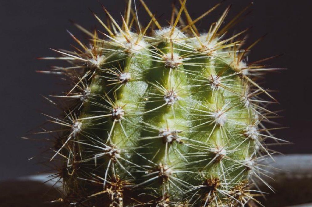 Suculentas o cactus: cuáles son sus diferencias y ventajas