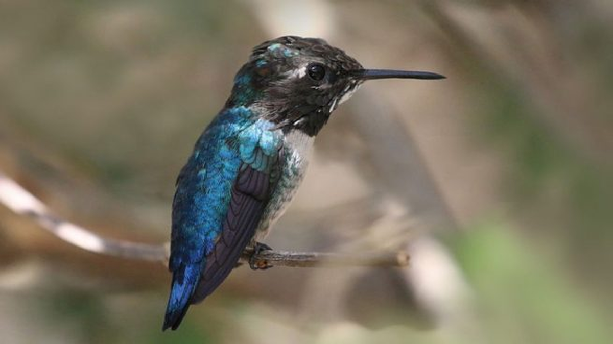 Cuál es el colibrí más pequeño