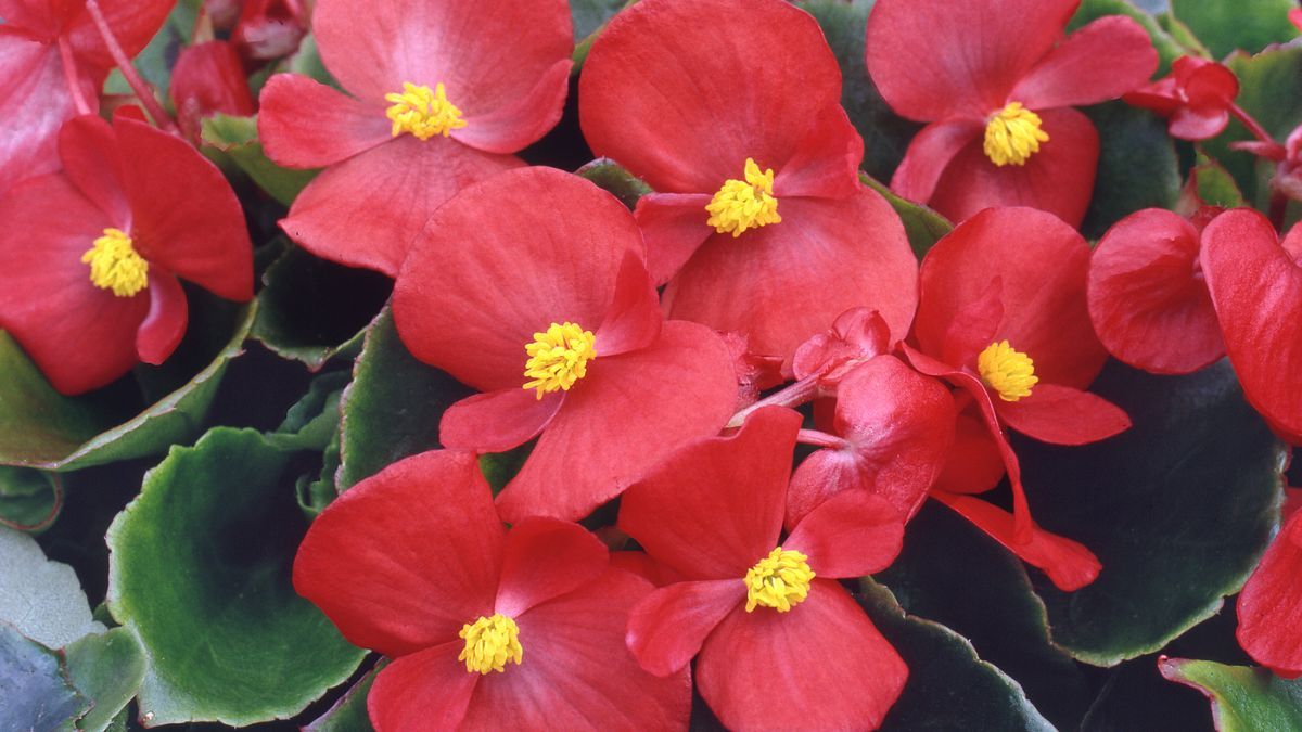 Resistente y elegante, mantiene su floración incluso en galerías y patios con poca luz. Resistente y elegante, mantiene su floración incluso en galerías y patios con poca luz.