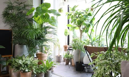 Las plantas adecuadamente ubicadas pueden ser claves para atraer prosperidad en tu hogar esta primavera.