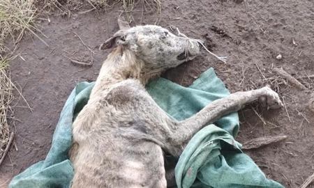 La flaca fue encontrada con vida, pero a las pocas horas de ser rescatada falleció. La flaca fue encontrada con vida, pero a las pocas horas de ser rescatada falleció.