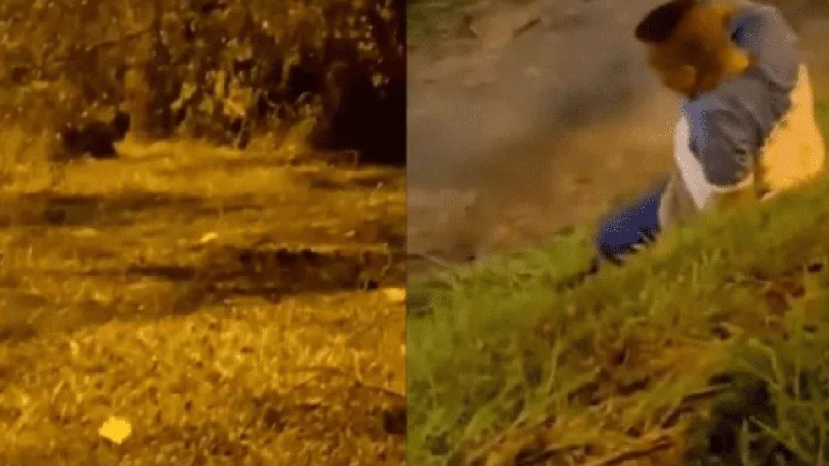 Grabaron a una extraña criatura en un bosque y el terrorífico video se hizo viral en las redes