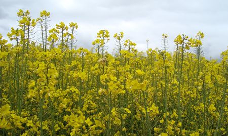 En Entre Ríos finalizó la siembra de colza y carinata en unas 7.000 hectáreas. En Entre Ríos finalizó la siembra de colza y carinata en unas 7.000 hectáreas.