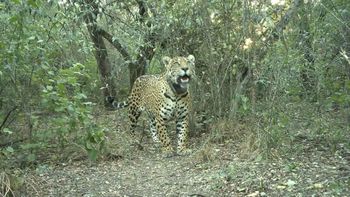 Parques Nacionales lanzó una recompensa millonaria para quienes aporten información que permita esclarecer la desaparición de la yaguareté.