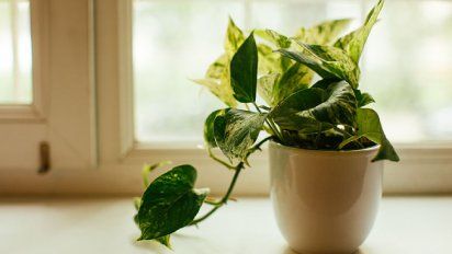 Ni en el baño ni en la habitación: cuál es el lugar de la casa donde se debe poner un potus