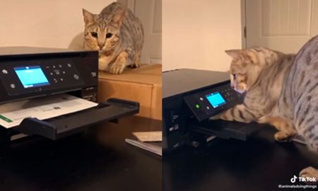 “Me encanta cómo se le dilatan los ojos por la emoción”, “Es el gato más travieso que he visto”, fueron algunos de los comentarios de los usuarios. En su cuenta de TikTok, las imágenes obtuvieron más de 40.000 ‘me gusta’ y cerca de 200.000 visualizaciones. “Me encanta cómo se le dilatan los ojos por la emoción”, “Es el gato más travieso que he visto”, fueron algunos de los comentarios de los usuarios. En su cuenta de TikTok, las imágenes obtuvieron más de 40.000 ‘me gusta’ y cerca de 200.000 visualizaciones.