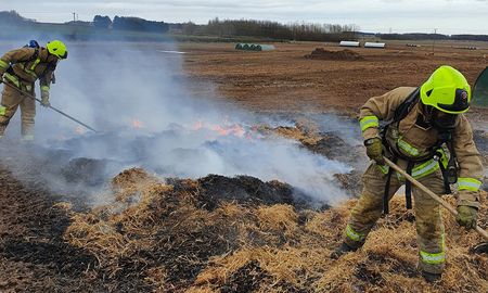 fotos: un cerdo se comio un cronometro y provoco un incendio fotos: un cerdo se comio un cronometro y provoco un incendio