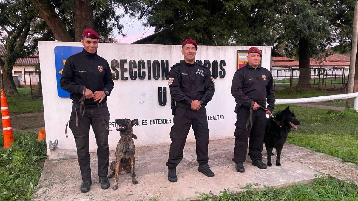 El 2 de junio es el Día Nacional del Perro.