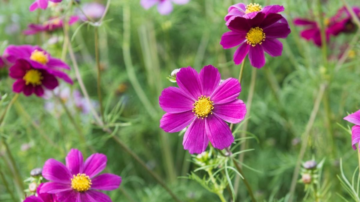 Una flor rústica que crece sin esfuerzo y llena de color los jardines más secos. Una flor rústica que crece sin esfuerzo y llena de color los jardines más secos.