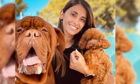 Antonela Roccuzzo subió una foto con su perro Hulk y sorprendió: no para de crecer Antonela Roccuzzo subió una foto con su perro Hulk y sorprendió: no para de crecer