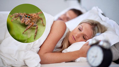 Qué significa soñar con arañas en otoño y por qué es el sueño más común en septiembre