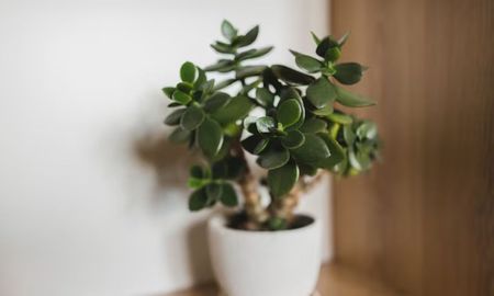 Cuánto tiempo puede estar el árbol de jade al sol en verano Cuánto tiempo puede estar el árbol de jade al sol en verano
