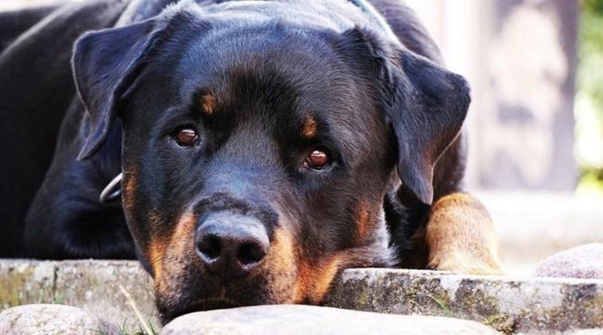 Los perros rascan la cama antes de dormir. ¿Por qué?