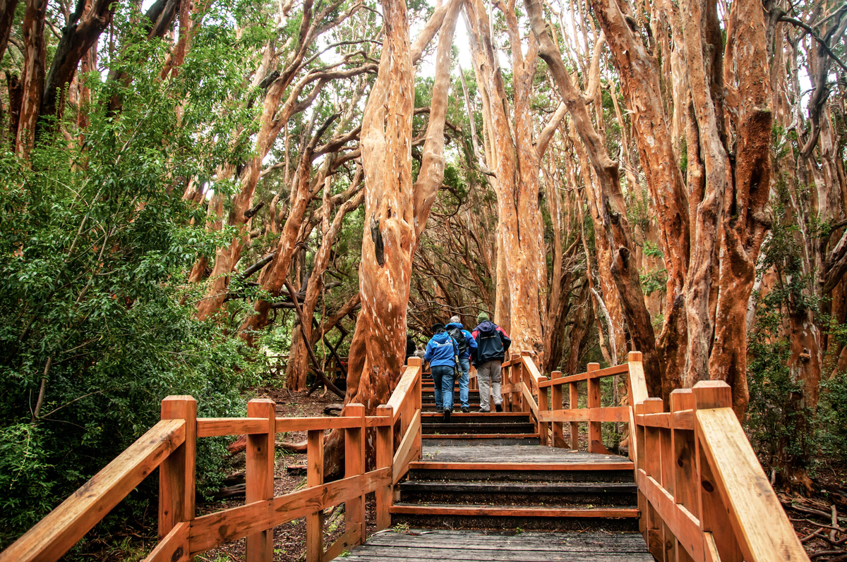 El Bosque de los Arrayanes deslumbra a todos sus visitantes con sus característicos árboles. El Bosque de los Arrayanes deslumbra a todos sus visitantes con sus característicos árboles.