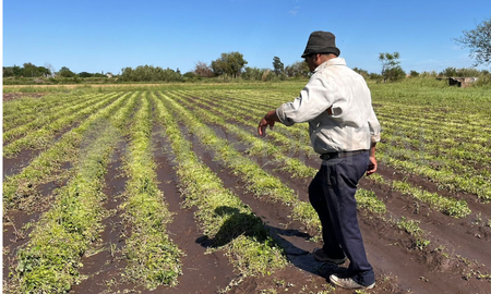 Desde la Asociación de Quinteros destacaron la importancia de los créditos para recuperar la producción hortícola. Desde la Asociación de Quinteros destacaron la importancia de los créditos para recuperar la producción hortícola.
