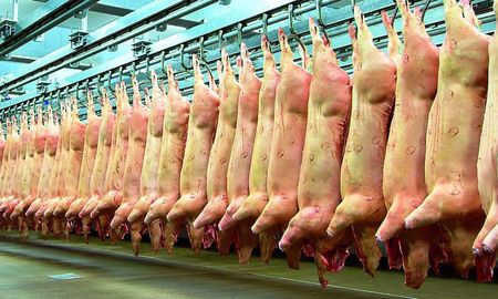 Fuertes críticas a la importación de carnes de cerdo