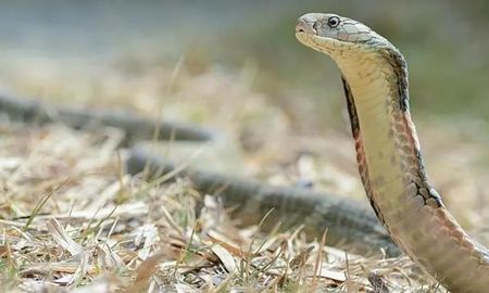 les saco una foto a sus hijos sin observar que habia una serpiente cerca de ellos les saco una foto a sus hijos sin observar que habia una serpiente cerca de ellos
