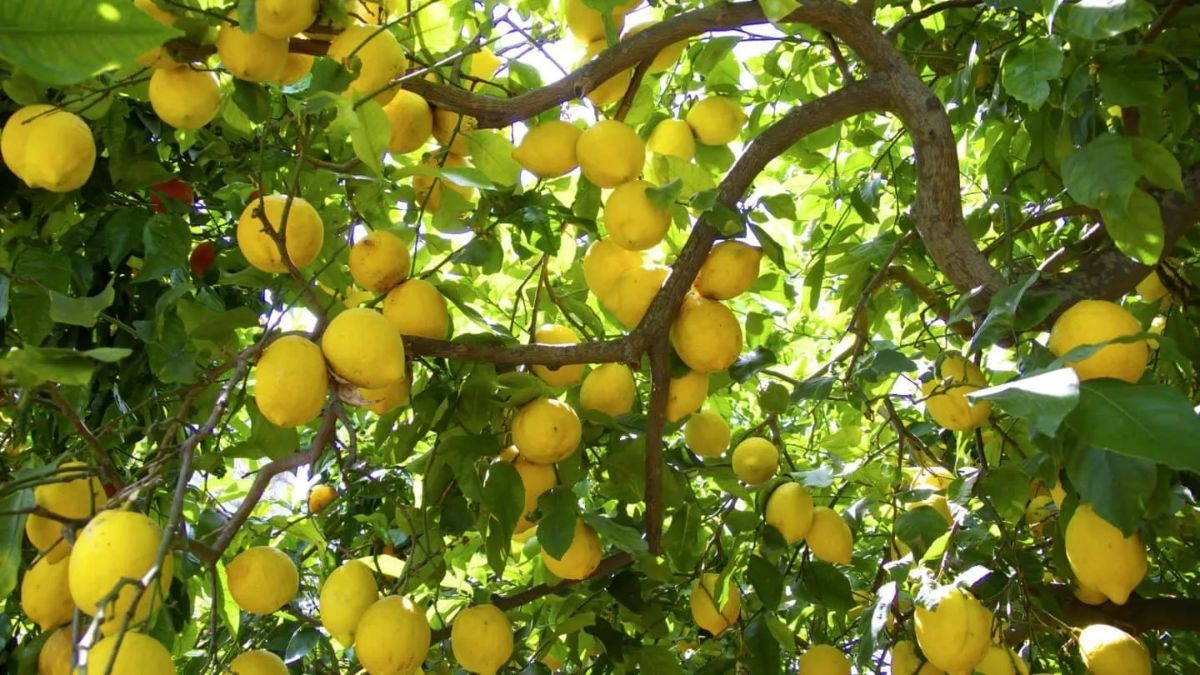 Febrero ofrece el clima necesario para que el limonero se adapte al suelo antes del fr&iacute;o.