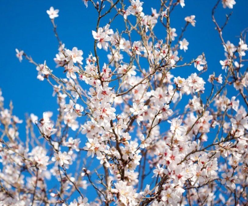 Curiosidades científicas de la primavera que te sorprenderán