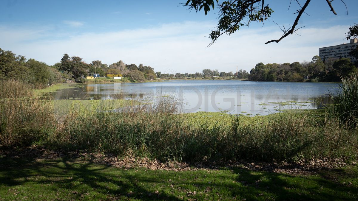 En el lago del Parque del Sur, las algas se acumularon durante las últimas semanas y formaron un embalsado similar al que se puede observar en la Laguna Setúbal. En el lago del Parque del Sur, las algas se acumularon durante las últimas semanas y formaron un embalsado similar al que se puede observar en la Laguna Setúbal.