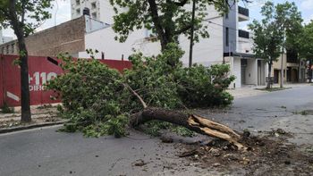 Hay un crecimiento sostenido de los reclamos vinculados al arbolado urbano en la ciudad de Santa Fe.