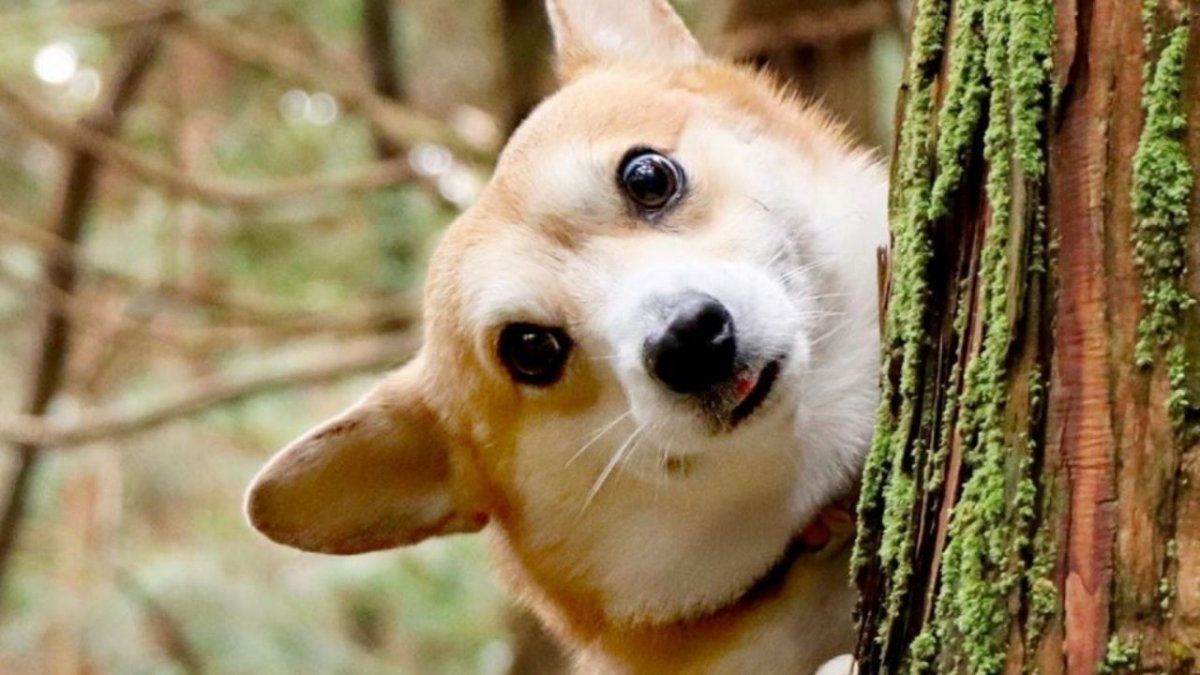 Murió Gen, el perro corgi que se hizo viral por sus curiosas muecas