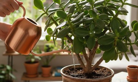 Este método reduce el estrés de las plantas durante los días de calor intenso. Este método reduce el estrés de las plantas durante los días de calor intenso.