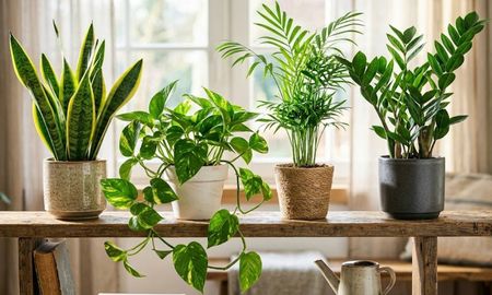 Limpiar el follaje con regularidad permite que la planta respire mejor y luzca un verde intenso, incluso en ambientes con luz artificial.Las 4 plantas de interior que necesitan agua una vez por semana y purifican el aire. Limpiar el follaje con regularidad permite que la planta respire mejor y luzca un verde intenso, incluso en ambientes con luz artificial.Las 4 plantas de interior que necesitan agua una vez por semana y purifican el aire.