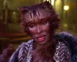 viral: los gatos con cara de humanos ¡son reales! viral: los gatos con cara de humanos ¡son reales!