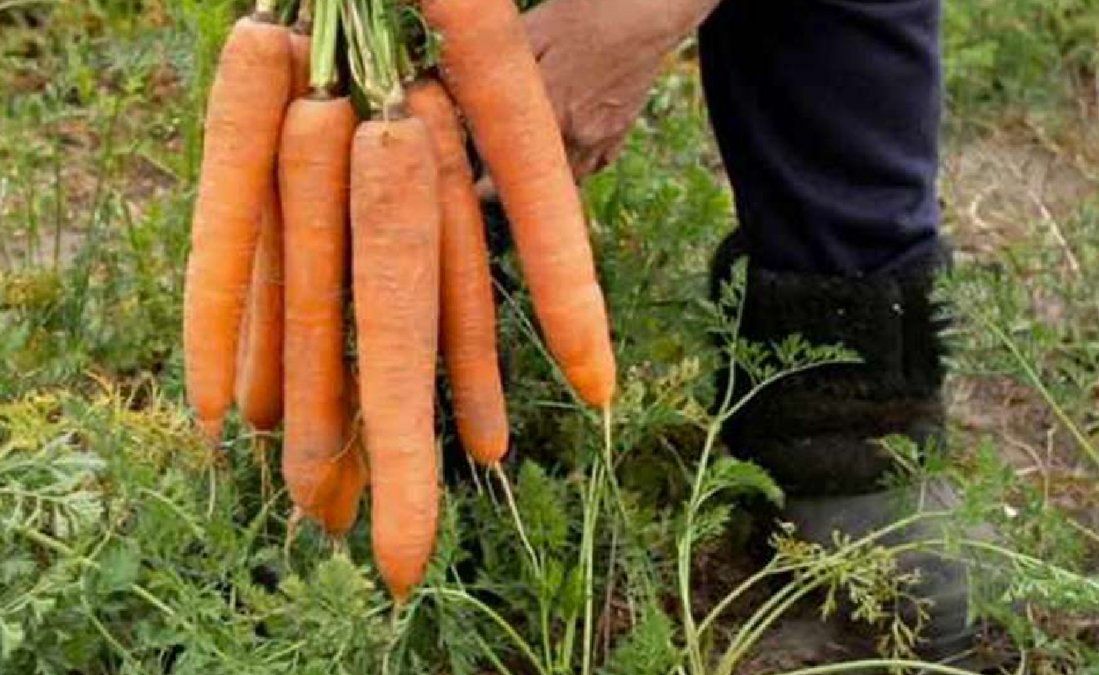 9 recomendaciones para producir en la huerta en temporada de invierno