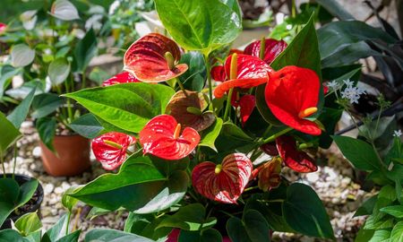 Con estos cuidados, el anturiopuede mantener dar flores incluso en interiores. Con estos cuidados, el anturiopuede mantener dar flores incluso en interiores.