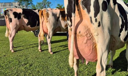 lecheria 2025: mejores vacas, pero manejos antiguos, frenan los resultados productivos lecheria 2025: mejores vacas, pero manejos antiguos, frenan los resultados productivos