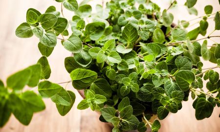 En el Feng Shui, ciertas hierbas se utilizan como protectores energéticos naturales.