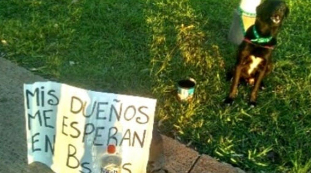 Joven viaja a pie de Posadas a Buenos Aires porque no puede pagar el traslado de su mascota