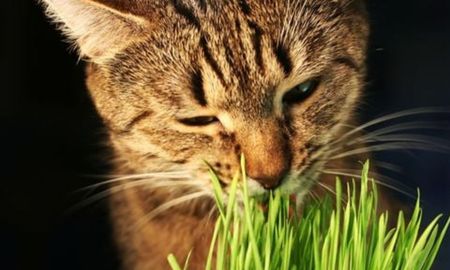 Las tres plantas para tu casa si tenés gatos. Las tres plantas para tu casa si tenés gatos.