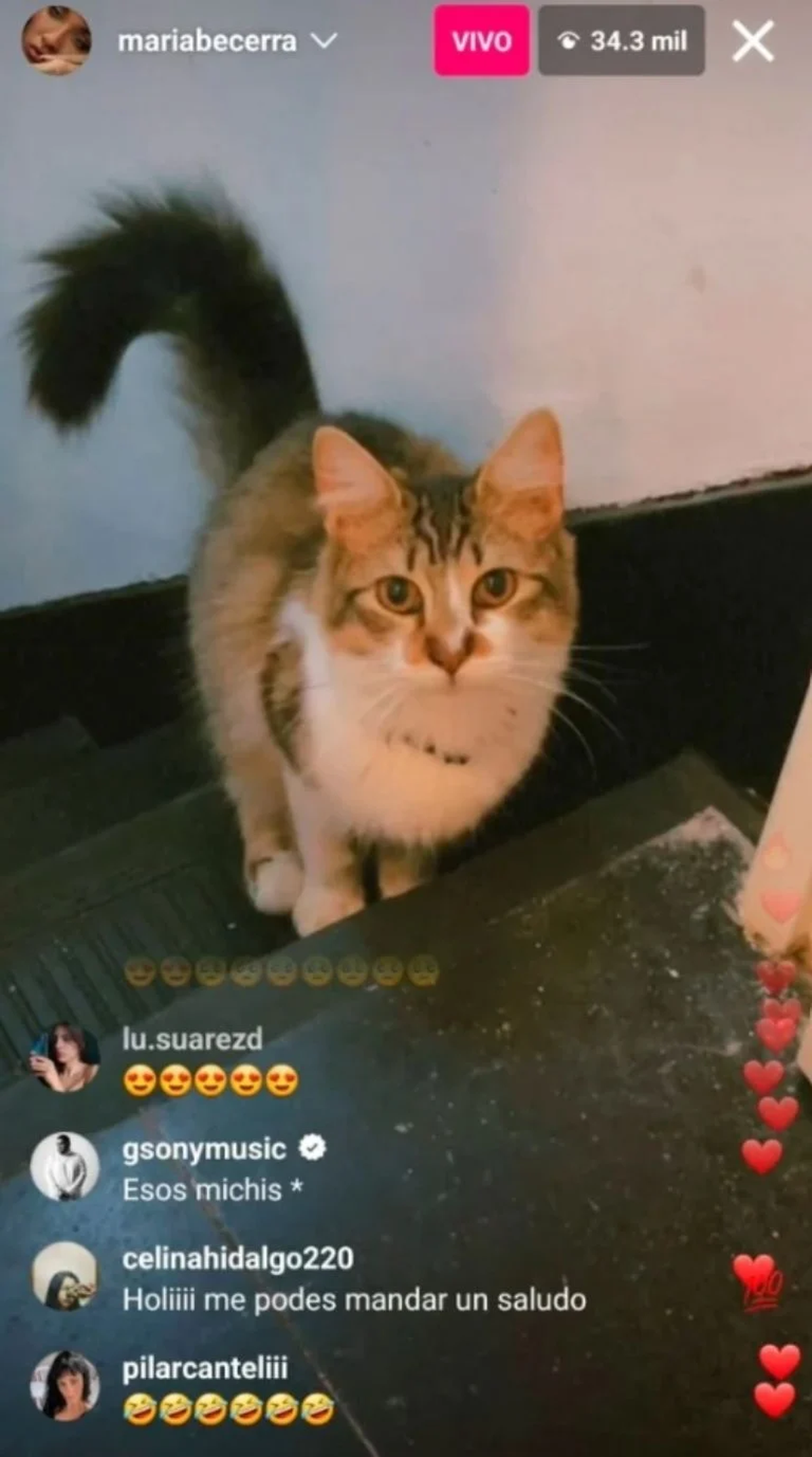 Mecha, una de las gatas de María Becerra, se coló en su vivo. Mecha, una de las gatas de María Becerra, se coló en su vivo.