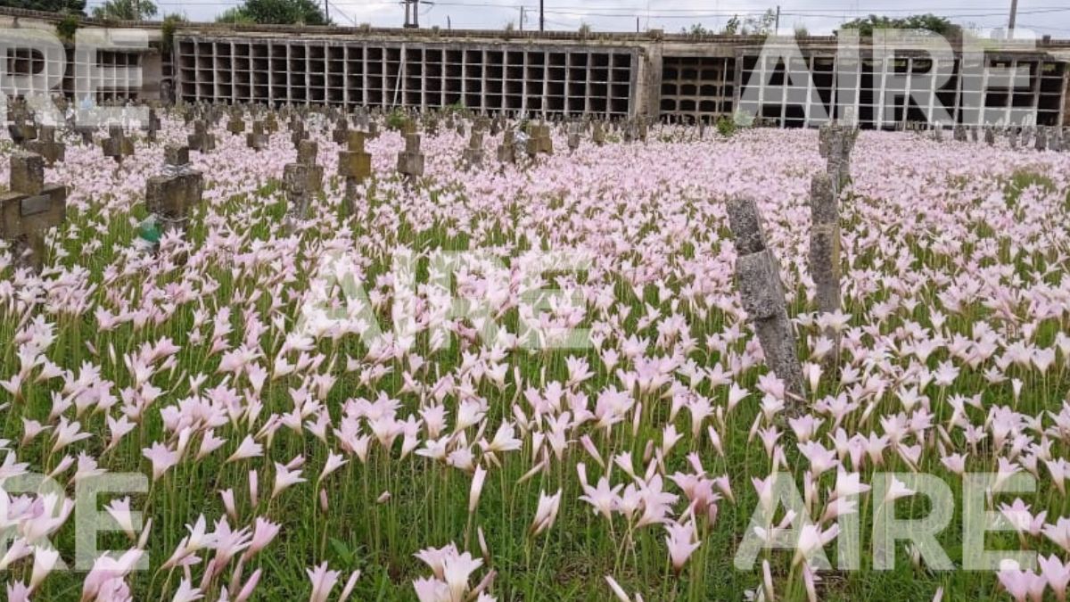 Flores en el Cementerio Municipal de Santa Fe.