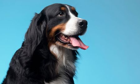 Cómo funciona la IA que interpreta ladridos de perros: ¿se puede saber lo que sienten? (Foto: Freepik). Cómo funciona la IA que interpreta ladridos de perros: ¿se puede saber lo que sienten? (Foto: Freepik).