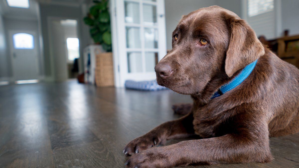 Si una raza se encuentra en esta lista no significa que sea violenta