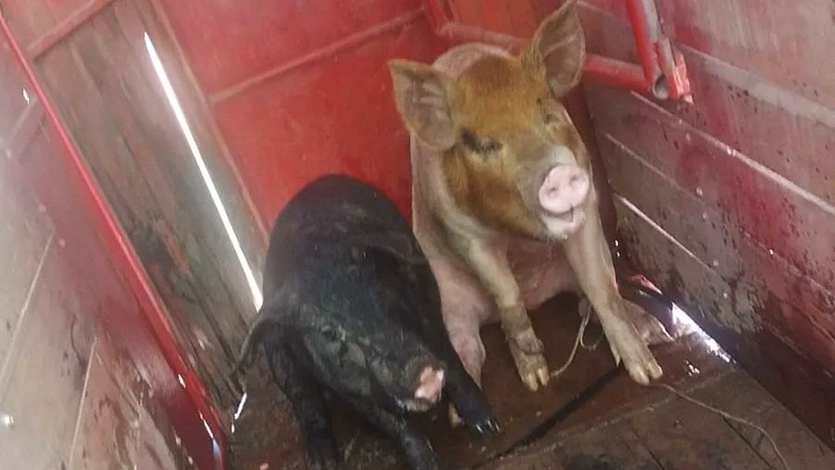 Los chanchos estaban sueltos por el norte de la ciudad de Santa Fe.